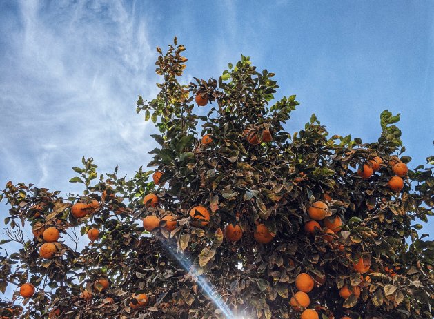 Orange tree underneath a clear blue sky