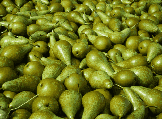 pears