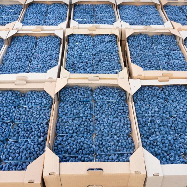 a whole bunch of packaged blueberries