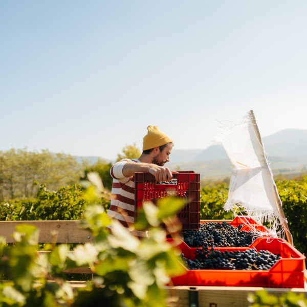 A farmer stacks pallets of grapes on top of each other.
