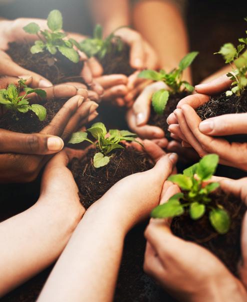 Hands holding soil with plants