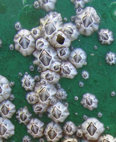 Barnacles that grow on a ship hull