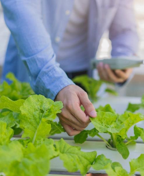 A person wearing a shirt tests the quality of a plant's leaves