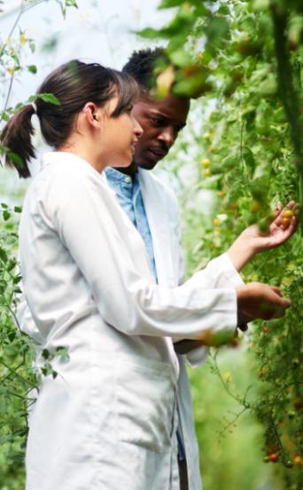 Lab workers examine tomato plant