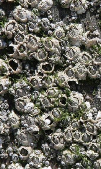 A whole bunch of barnacles