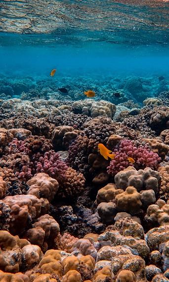 Coral reef on the bottom of the ocean