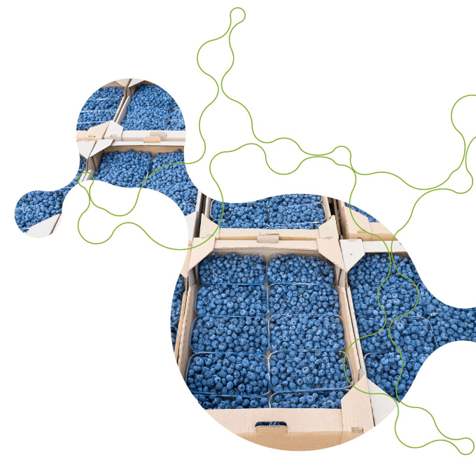 Fresh blueberries, beautifully packaged and displayed.