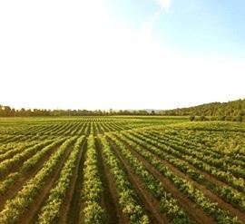 Cultivated field