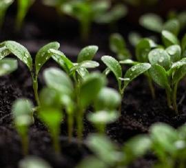 Small plants sprout from the soil