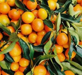 A whole bunch of oranges