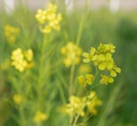 mustard plant 