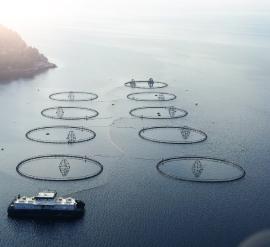 Redes de acuicultura flotando en el océano, utilizadas para la pesca o la piscicultura, con boyas de señalización y recintos submarinos.
