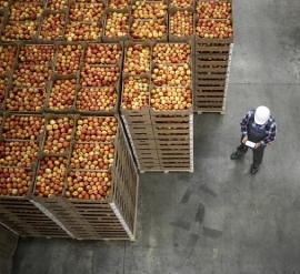 Un almacén lleno de manzanas almacenadas en grandes contenedores.
