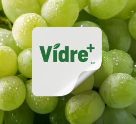 Una pegatina “Vidre+” en uvas envasadas.